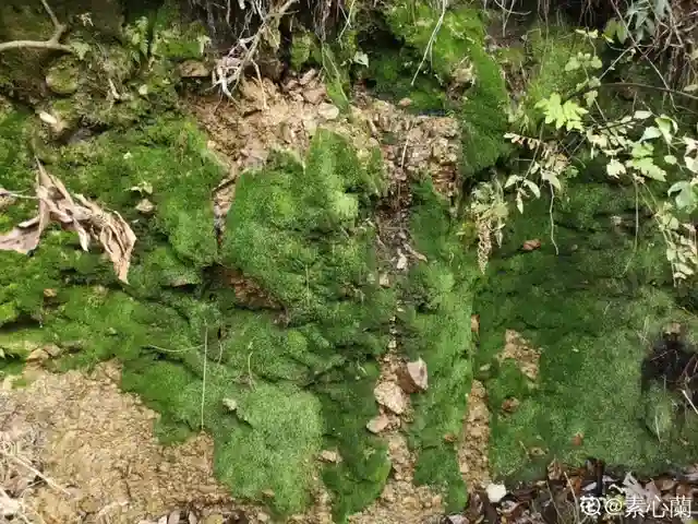 路边野花都开了，挖几棵种盆里，朋友都说好看