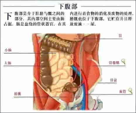 【干货】解剖图，这么全，不留用后悔啊！