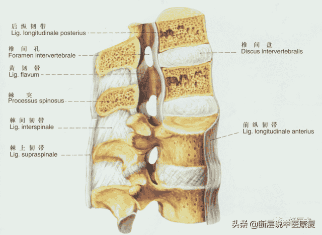 脊柱问题相关的20条韧带精细解剖、起止点，全总结！（脊柱篇）