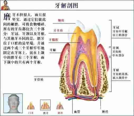 【干货】解剖图，这么全，不留用后悔啊！