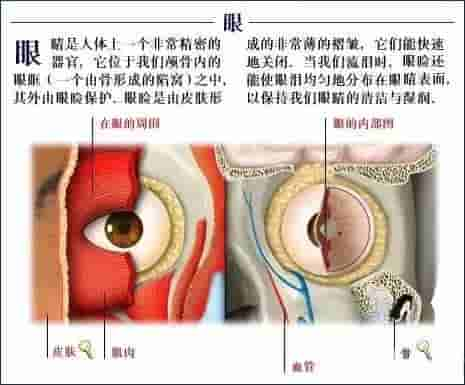 【干货】解剖图，这么全，不留用后悔啊！