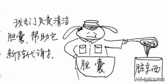 中医漫画，身体十二经络“值班表”！「QH岐黄网」