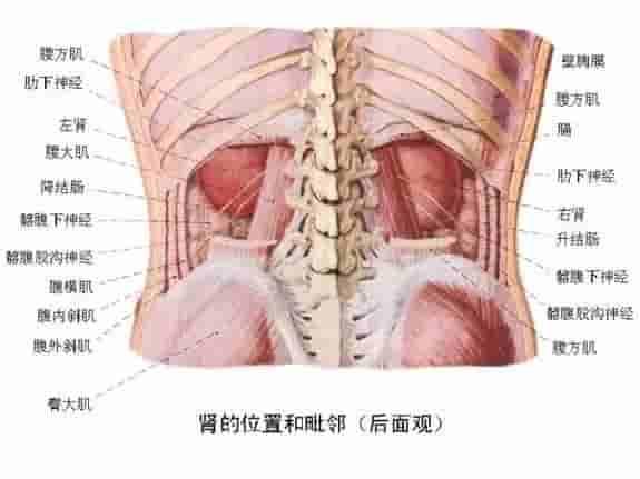 【干货】解剖图，这么全，不留用后悔啊！