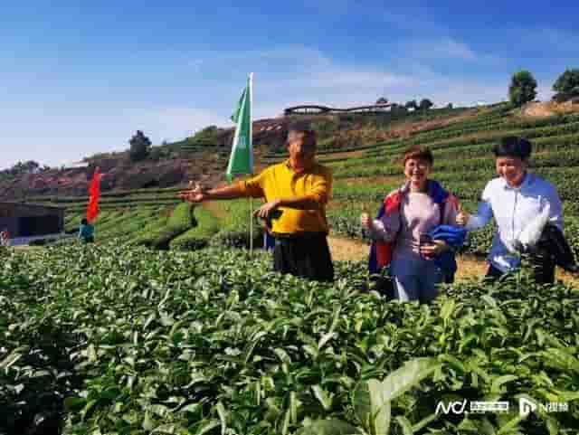 广东鹅城岩茶：石头山的“茶中新贵”