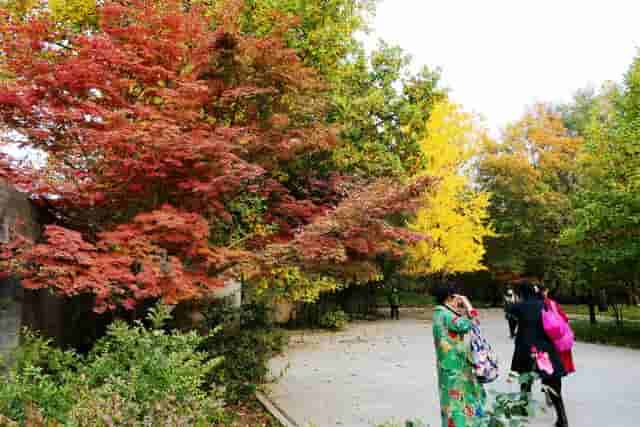 新闻多一度丨“赏红”不止香山，周末彩叶观赏指南