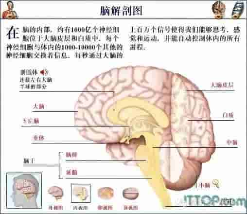 【干货】解剖图，这么全，不留用后悔啊！