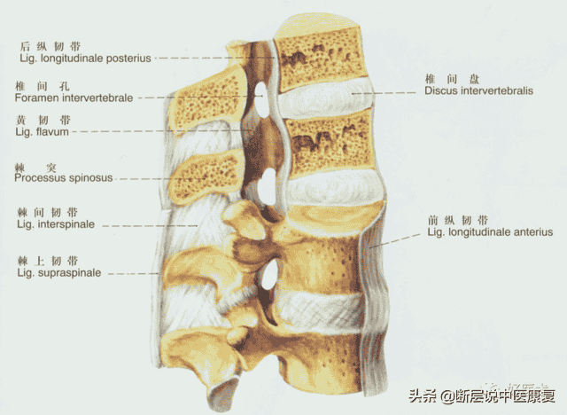 脊柱问题相关的20条韧带精细解剖、起止点，全总结！（脊柱篇）