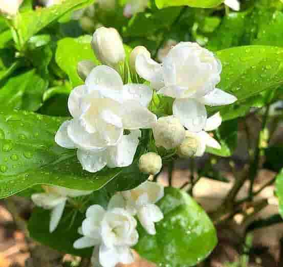 怎样让茉莉花冬天也开花？用“3招”，枝壮叶绿，又开花了