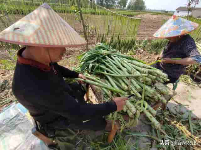 安徽北部小众蔬菜，和莴苣油麦菜生菜是“亲戚”，被尊称贡菜