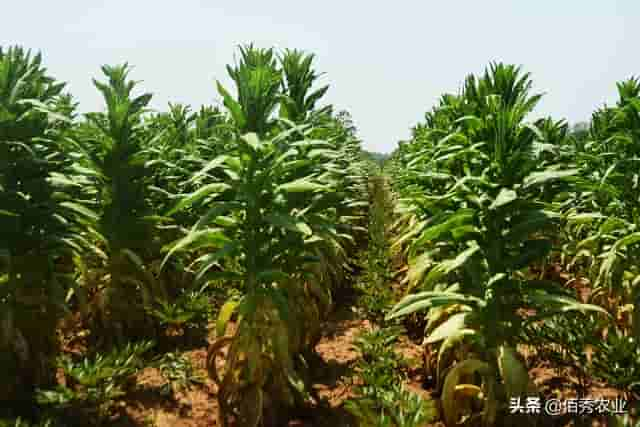 安徽北部小众蔬菜，和莴苣油麦菜生菜是“亲戚”，被尊称贡菜