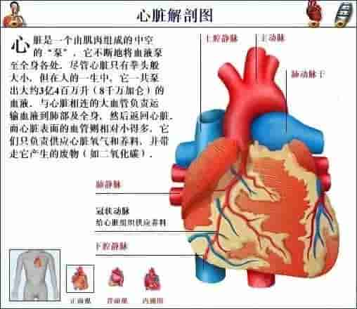 【干货】解剖图，这么全，不留用后悔啊！