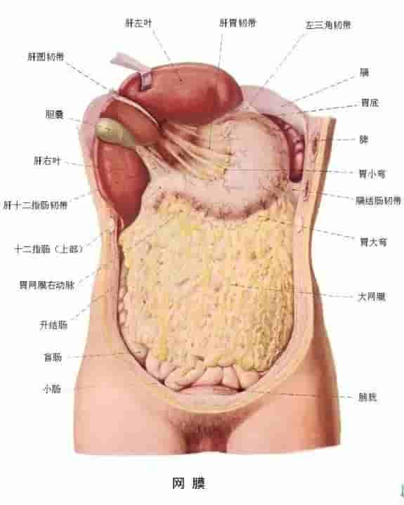 【干货】解剖图，这么全，不留用后悔啊！