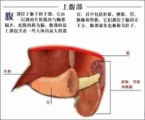 【干货】解剖图，这么全，不留用后悔啊！