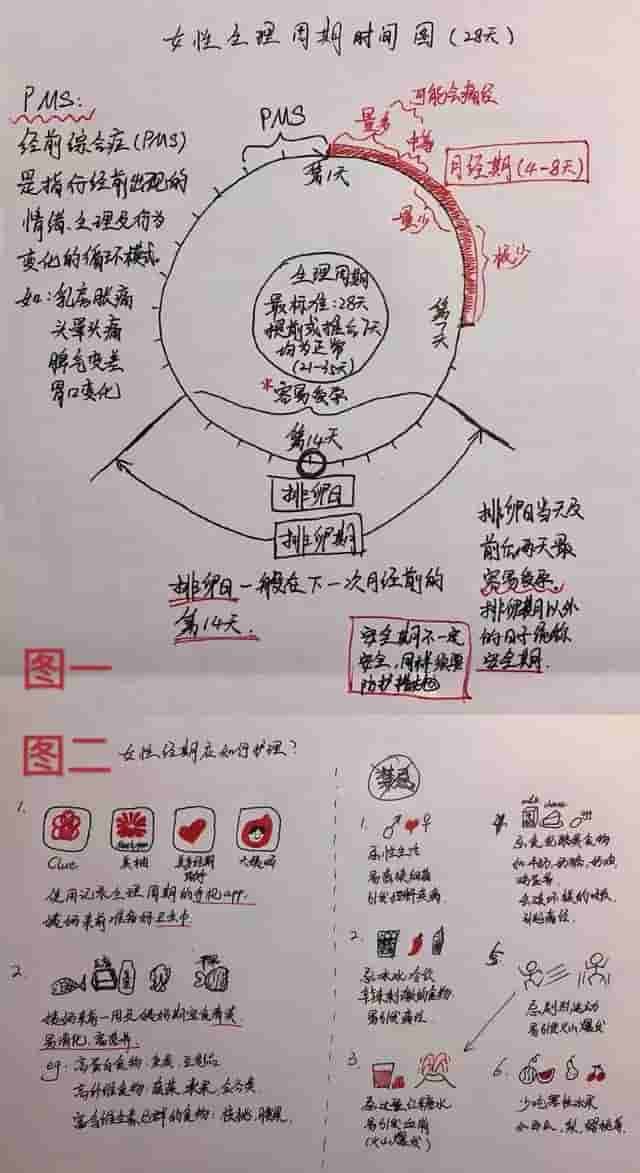 走近科学，探究一周流七天血还不会死的神奇生物——女生！