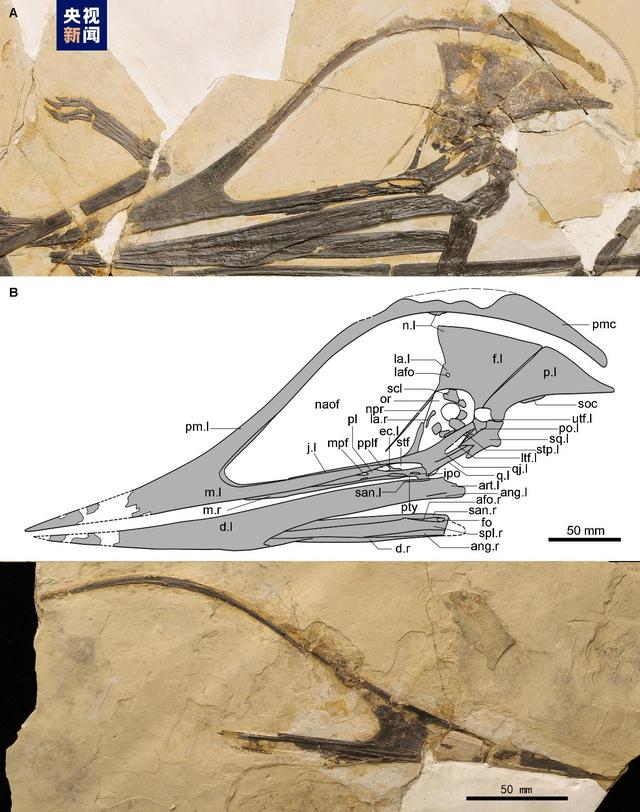 中国和巴西科研人员建立热河生物群一新属种——友好美丽飞龙