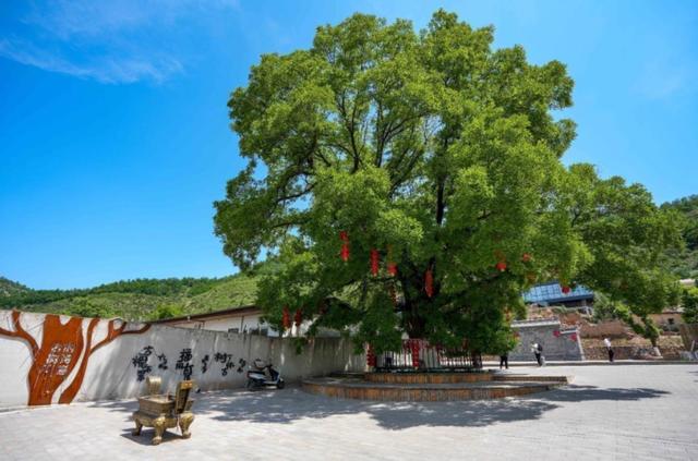 行走黄河看三晋｜吉县太度村：黄河岸畔“桃花源”