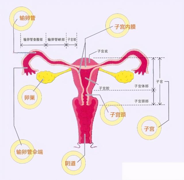 了解卵巢，每个女人的必修课——卵巢是如何工作的？