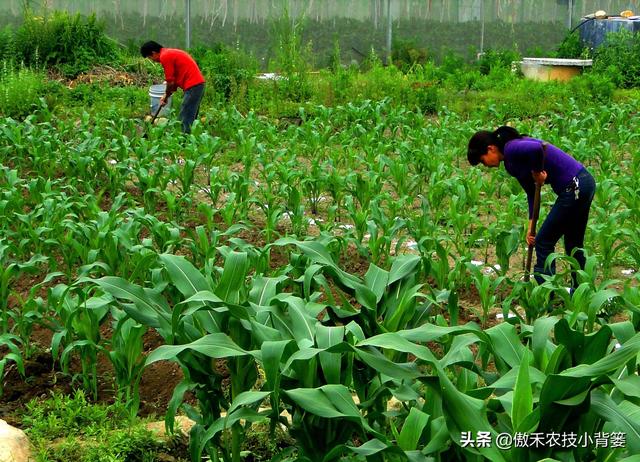 玉米怎样种植管理才能更高产？建议农民重点抓好这4点