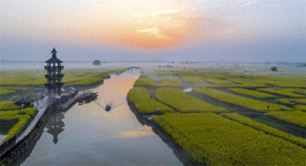 江苏兴化千垛油菜花海：晨雾缭绕 如诗如画