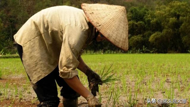 我的前半生，我是地地道道农民的儿子，出生在农村，父母都是农民