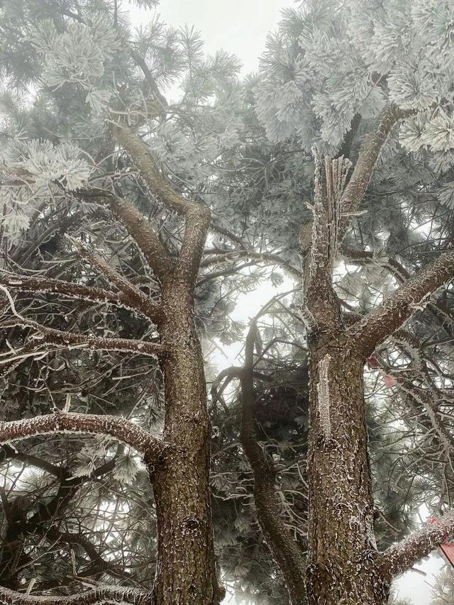 冬季旅游必打卡！泰山之巅一到冬天就美出天际