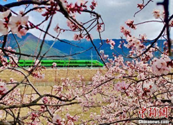 “拉林铁路+桃花”开启别样赏花之旅