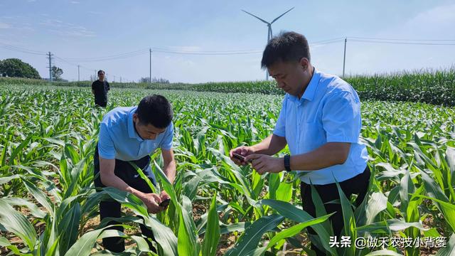 玉米怎样种植管理才能更高产？建议农民重点抓好这4点