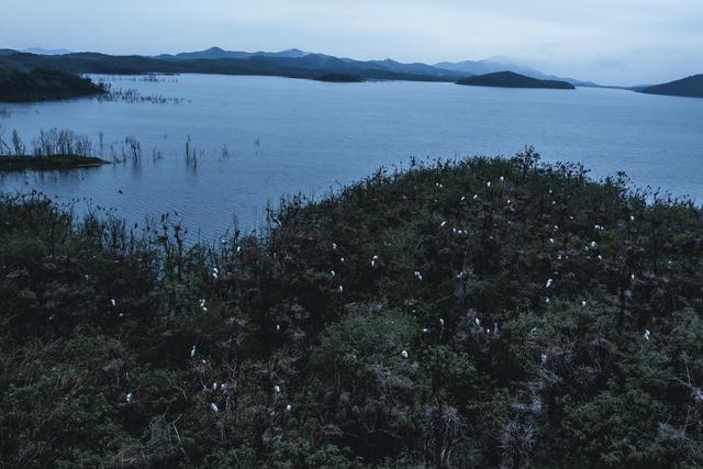 保水护水修复生态，密云水库4年增加45种鸟类