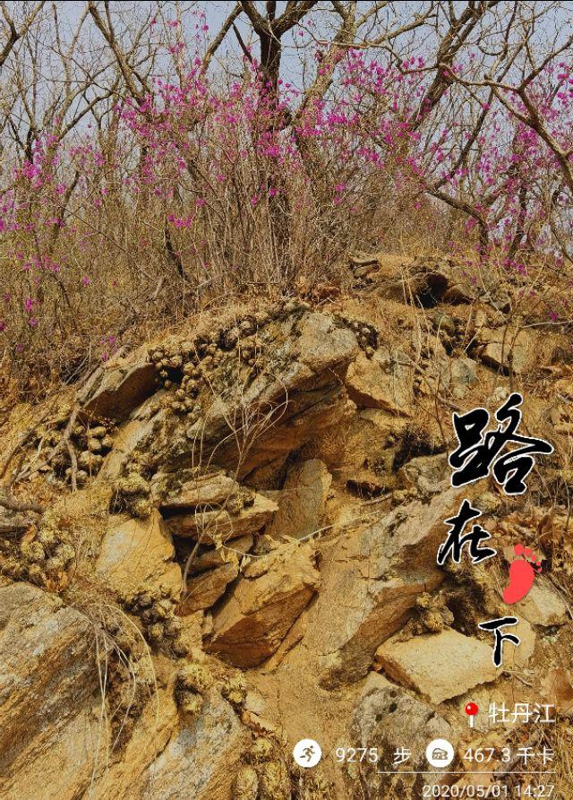 达子香花语