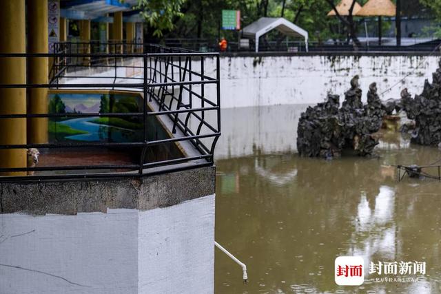 实探暴雨后的广东佛山动物园：积水深逾1米，没有动物受伤，未转移的猛兽“显得暴躁”