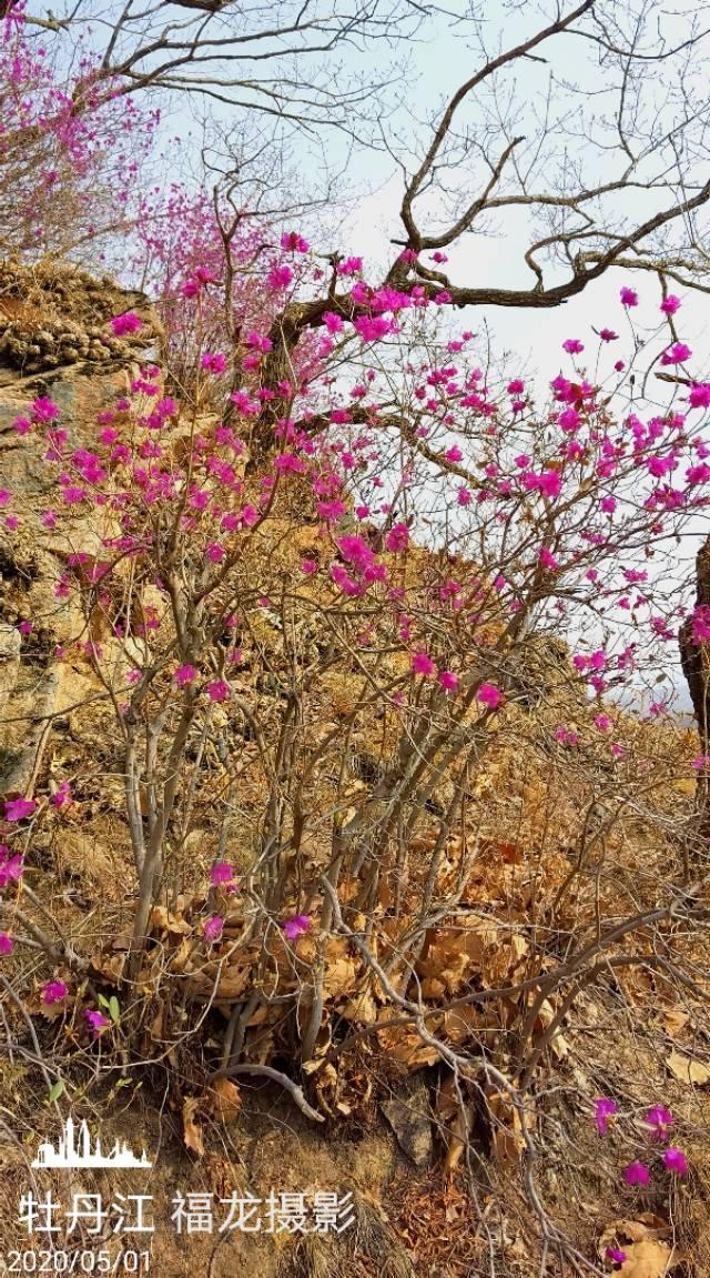 达子香花语