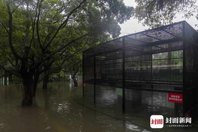 实探暴雨后的广东佛山动物园：积水深逾1米，没有动物受伤，未转移的猛兽“显得暴躁”