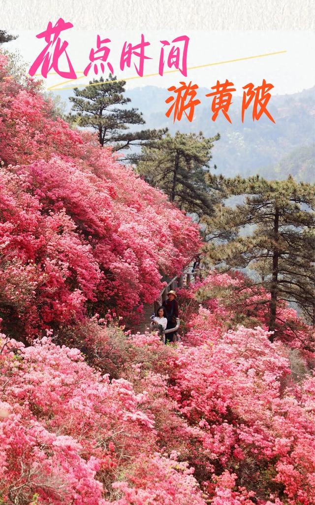 春游黄陂｜花点时间，与花相见