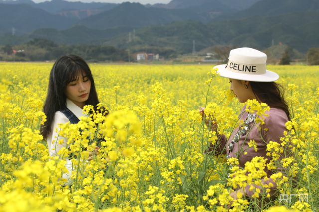 【发现春之美】湖南蓝山：蜂飞蝶舞花陶醉  千垄油菜千垄金