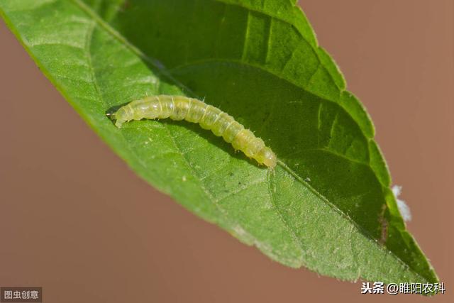 这个药专治玉米螟、食心虫等钻心虫，15分钟中毒，3天彻底饿死