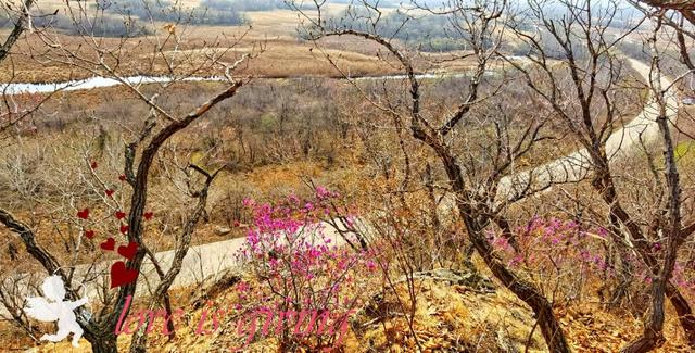 达子香花语