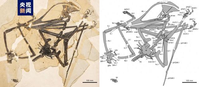 中国和巴西科研人员建立热河生物群一新属种——友好美丽飞龙