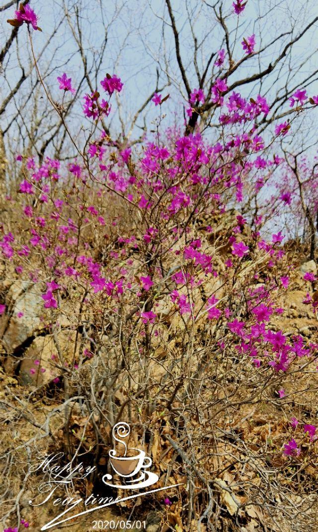 达子香花语