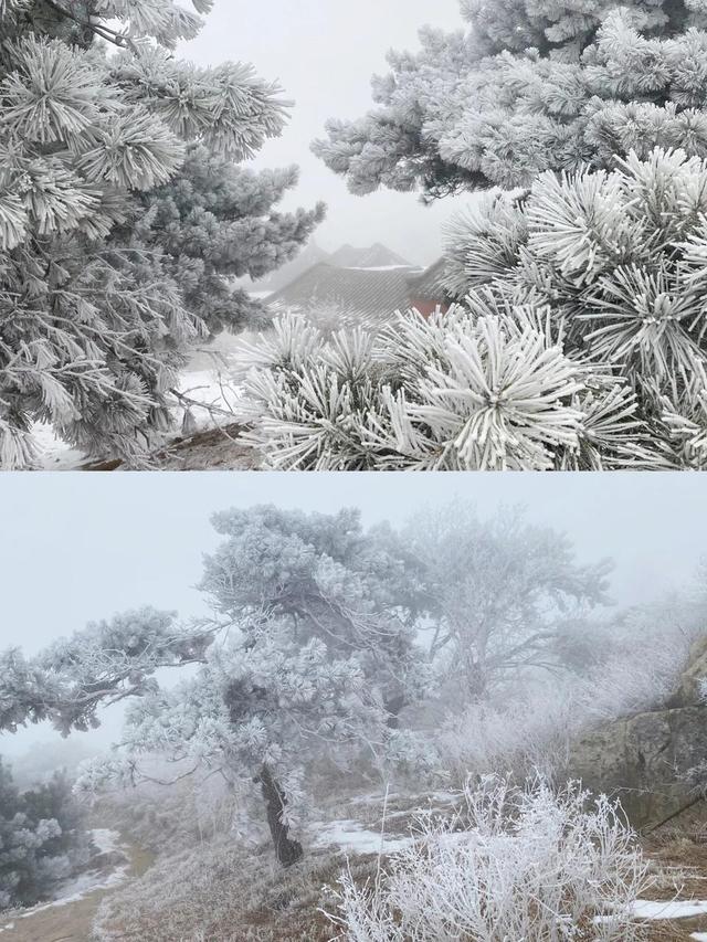 冬季旅游必打卡！泰山之巅一到冬天就美出天际