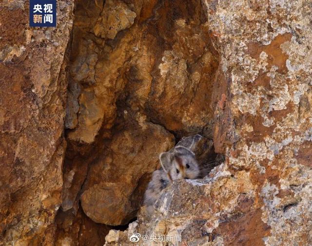 比大熊猫还稀少！伊犁鼠兔再被拍到，“食谱”看呆网友……