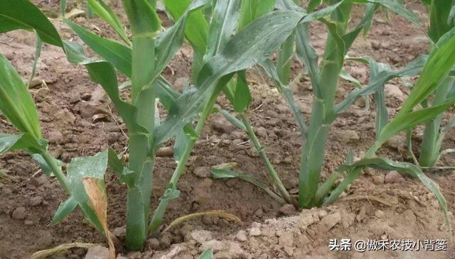 玉米怎样种植管理才能更高产？建议农民重点抓好这4点