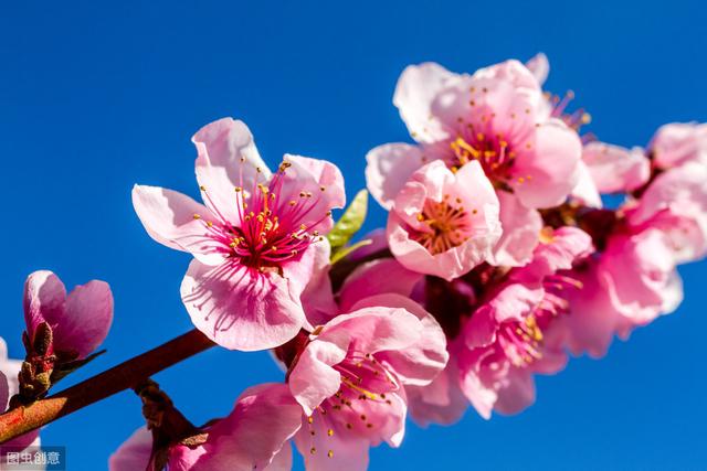 题菊花，唐代：黄巢