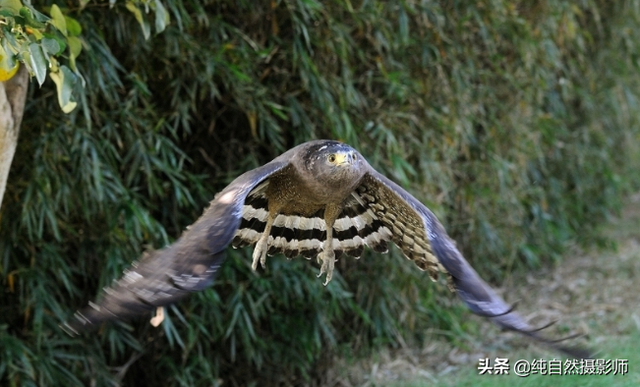 蛇雕百科知识，中国46种鹰科之一