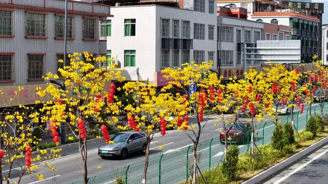 花开成海！增城这些公路美出新境界！