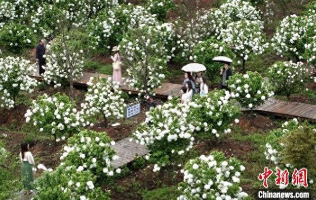 以“花”为节 江西广丰“小绣球”开出“大产业”