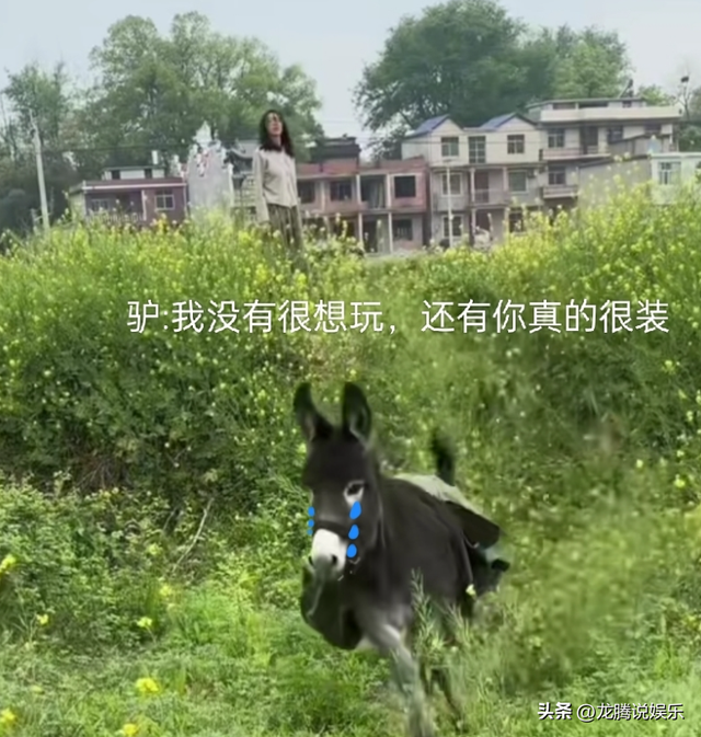 笑死了！女子和驴开心玩耍 下一秒给了驴一巴掌 驴转头伤心离场