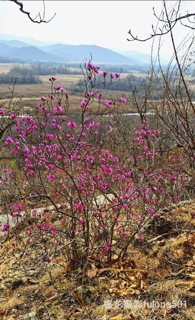 达子香花语