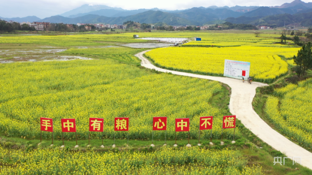 【发现春之美】湖南蓝山：蜂飞蝶舞花陶醉  千垄油菜千垄金