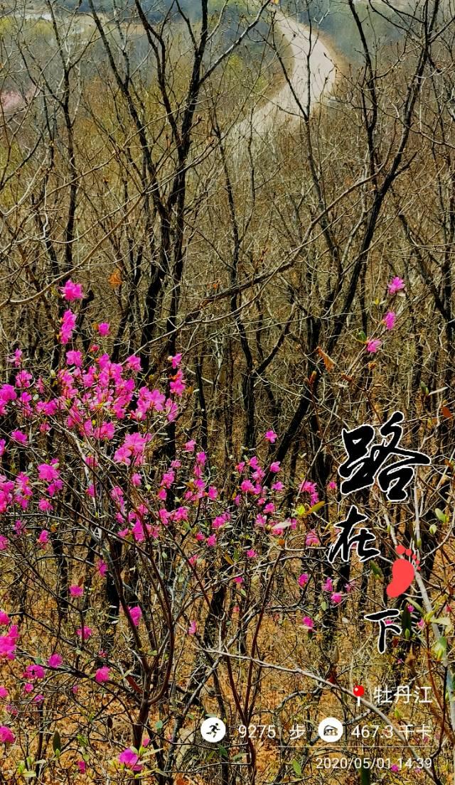 达子香花语