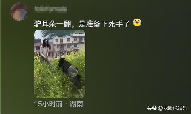 笑死了！女子和驴开心玩耍 下一秒给了驴一巴掌 驴转头伤心离场